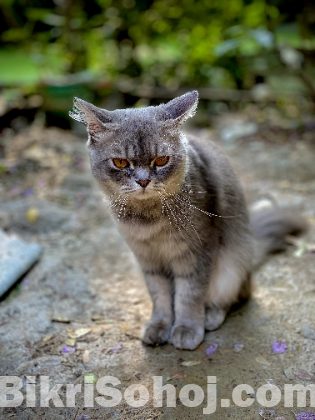 Persian cat